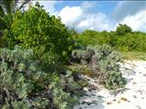 Pata Prieta Beach - VIEQUES